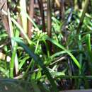 Image of eastern grasswort
