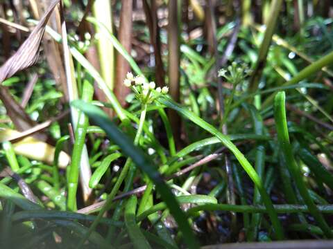 Image of eastern grasswort