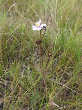 Image of Osbeckia chinensis L.