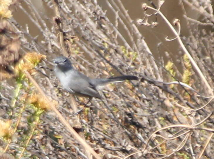 Image of California Gnatcatcher