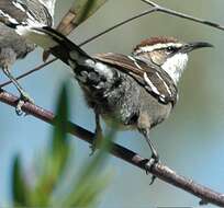 Pomatostomus ruficeps (Hartlaub 1852) resmi