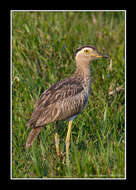 Image of Double-striped Thick-knee