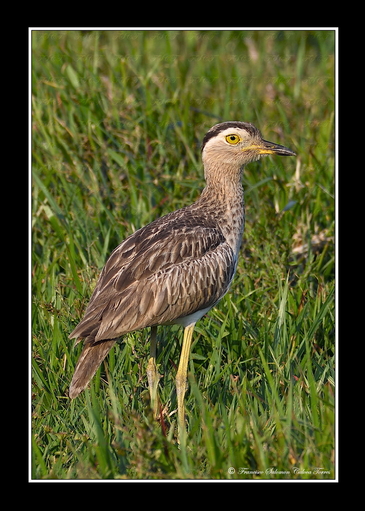 Image of Double-striped Thick-knee