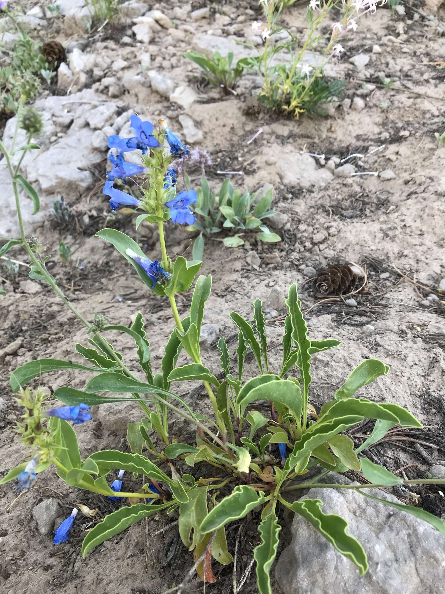 Image of compact penstemon