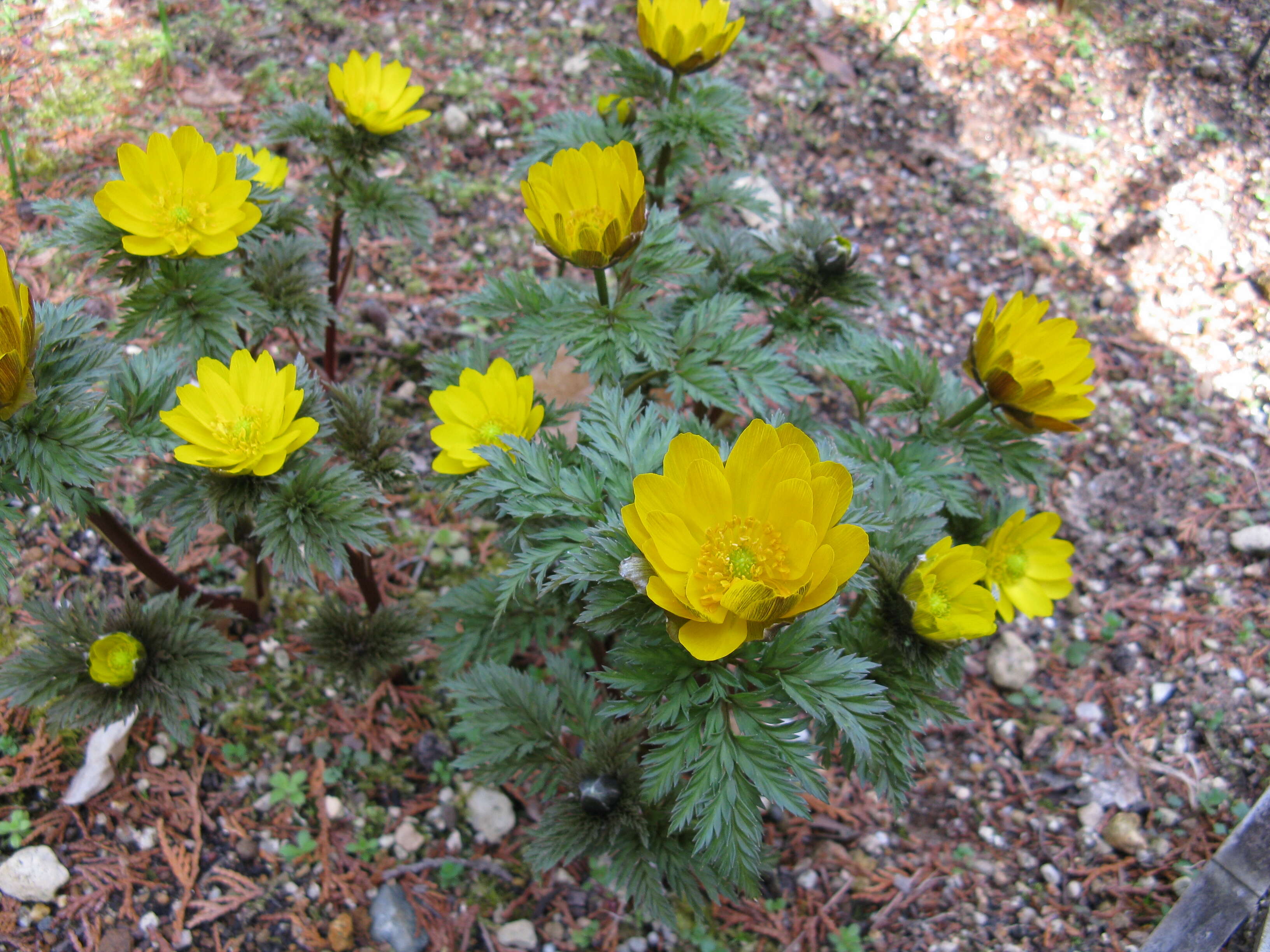 Image of Amur adonis