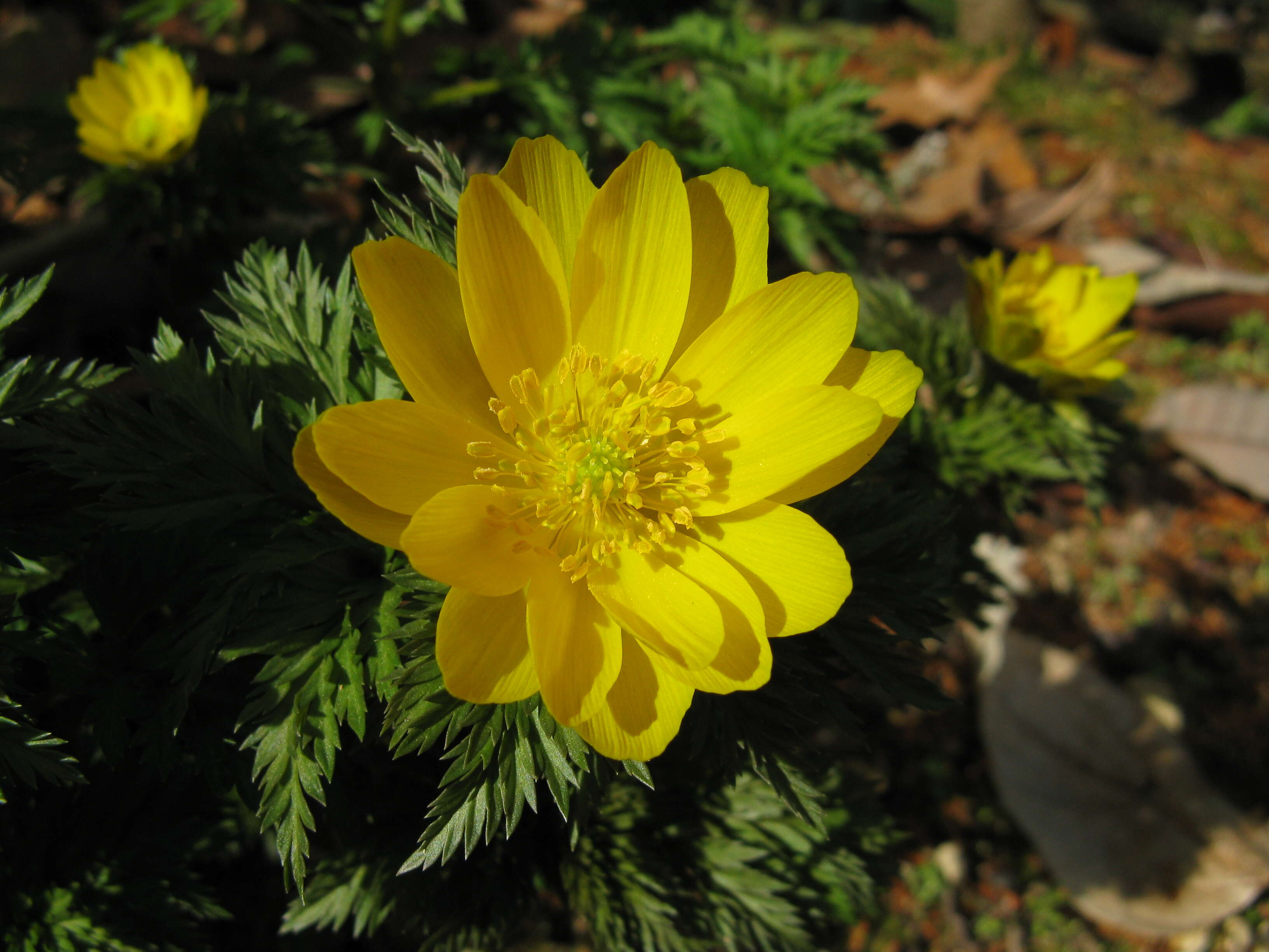 Image of Amur adonis