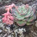 Image of Echeveria chihuahuaensis v. Poelln.