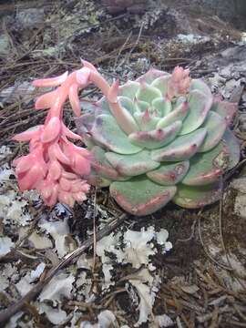 Sivun Echeveria chihuahuaensis v. Poelln. kuva