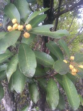 Pittosporum umbellatum Banks & Sol. ex Gaertn. resmi