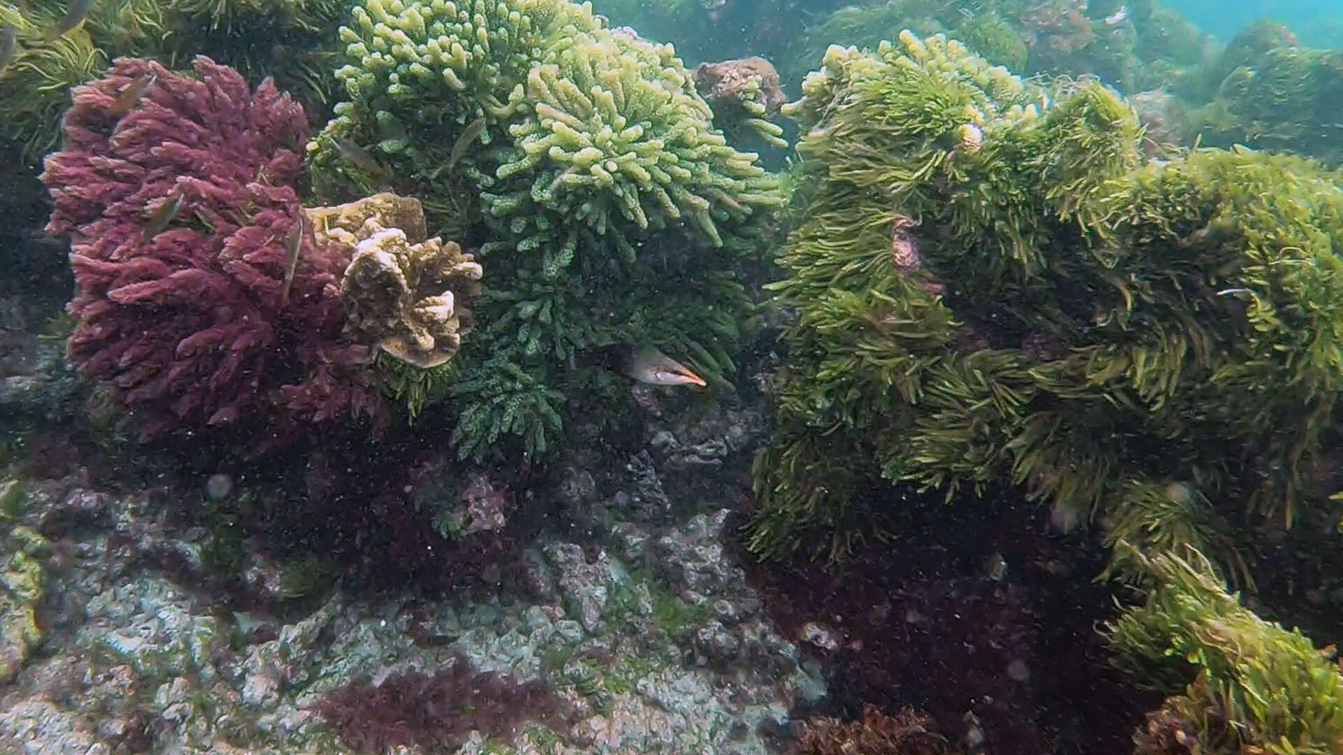 Image of Bird wrasse