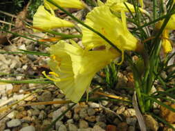 Image of Narcissus romieuxii Braun-Blanq. & Maire