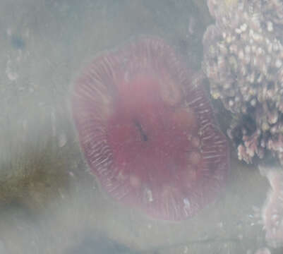 Image of brooding anemone