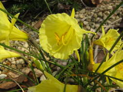 Image of Narcissus romieuxii Braun-Blanq. & Maire
