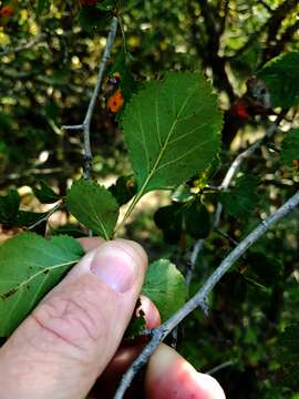 Plancia ëd Crataegus viridis var. glabriuscula (Sarg.) J. B. Phipps