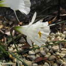 Image of Narcissus romieuxii Braun-Blanq. & Maire