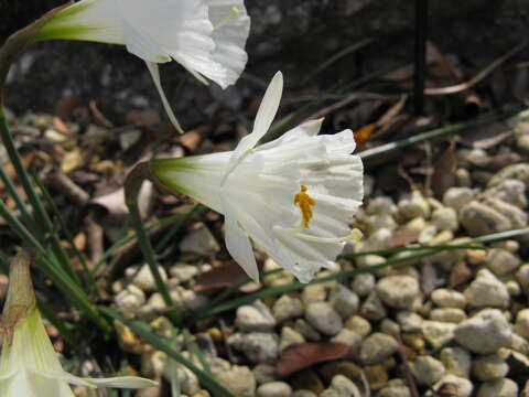 Image of Narcissus romieuxii Braun-Blanq. & Maire
