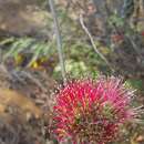 صورة Combretum coccineum (Sonn.) Lam.