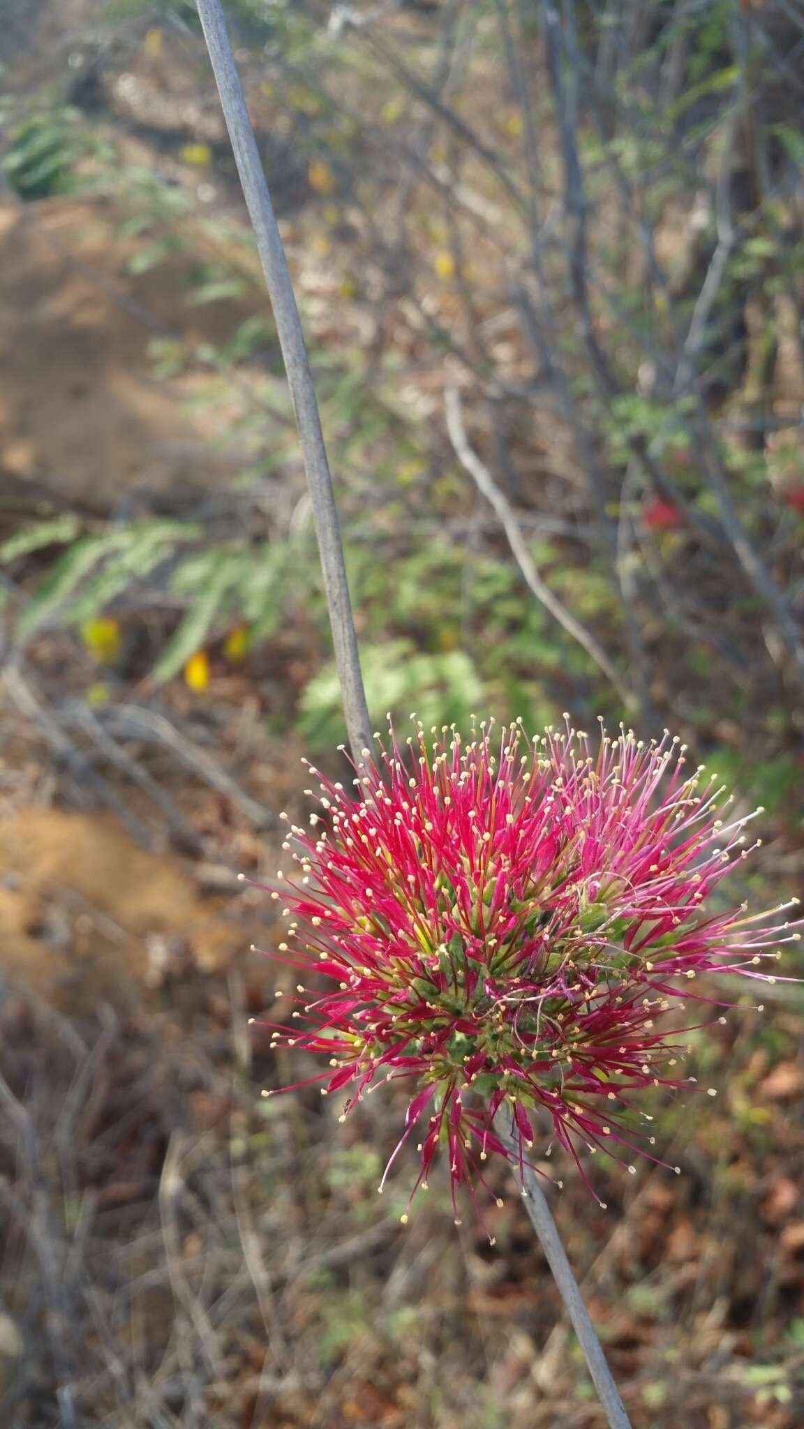 Image de Combretum coccineum (Sonn.) Lam.