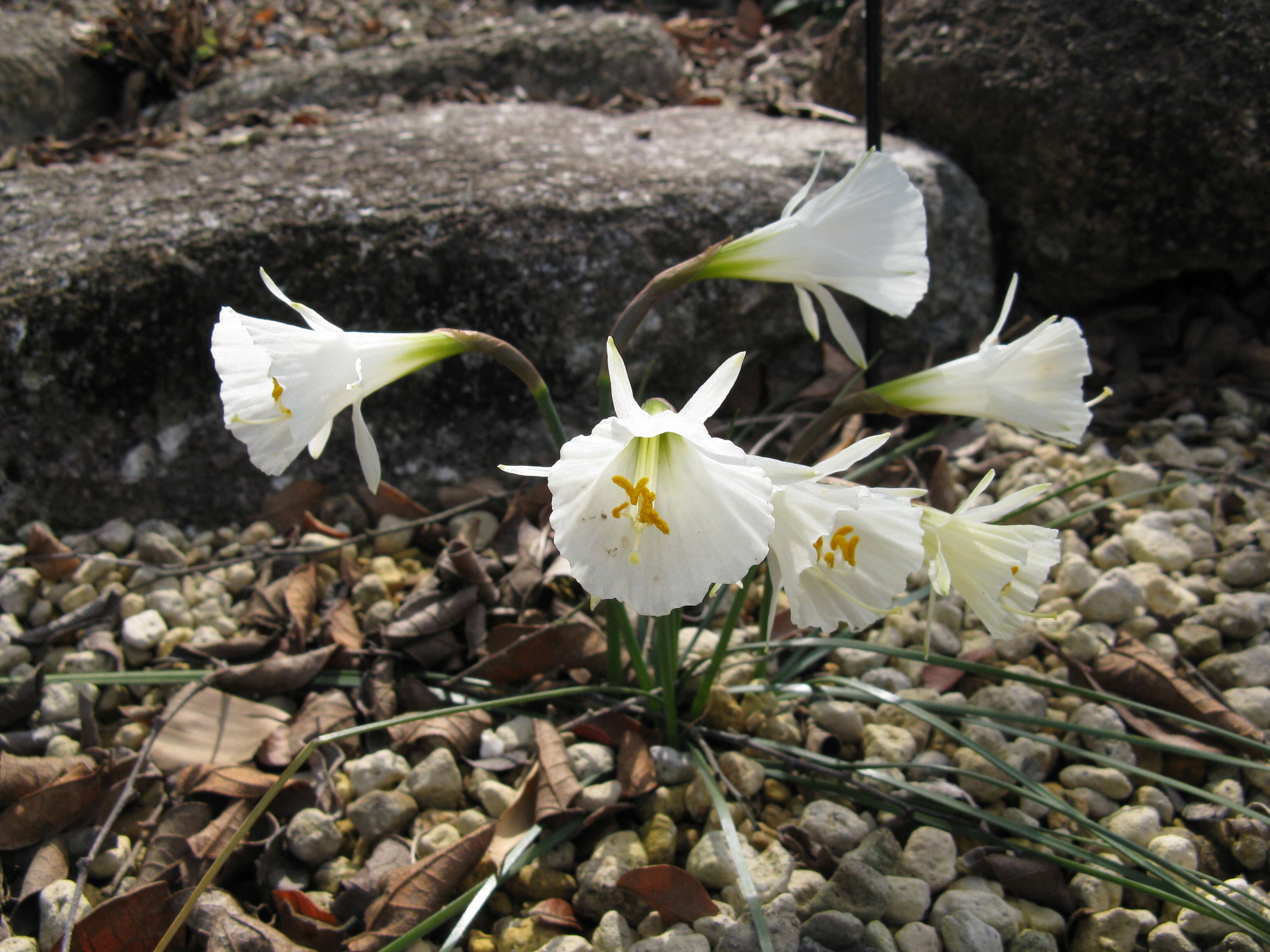 Image of Narcissus romieuxii Braun-Blanq. & Maire