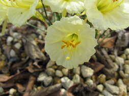 Image of Narcissus romieuxii Braun-Blanq. & Maire