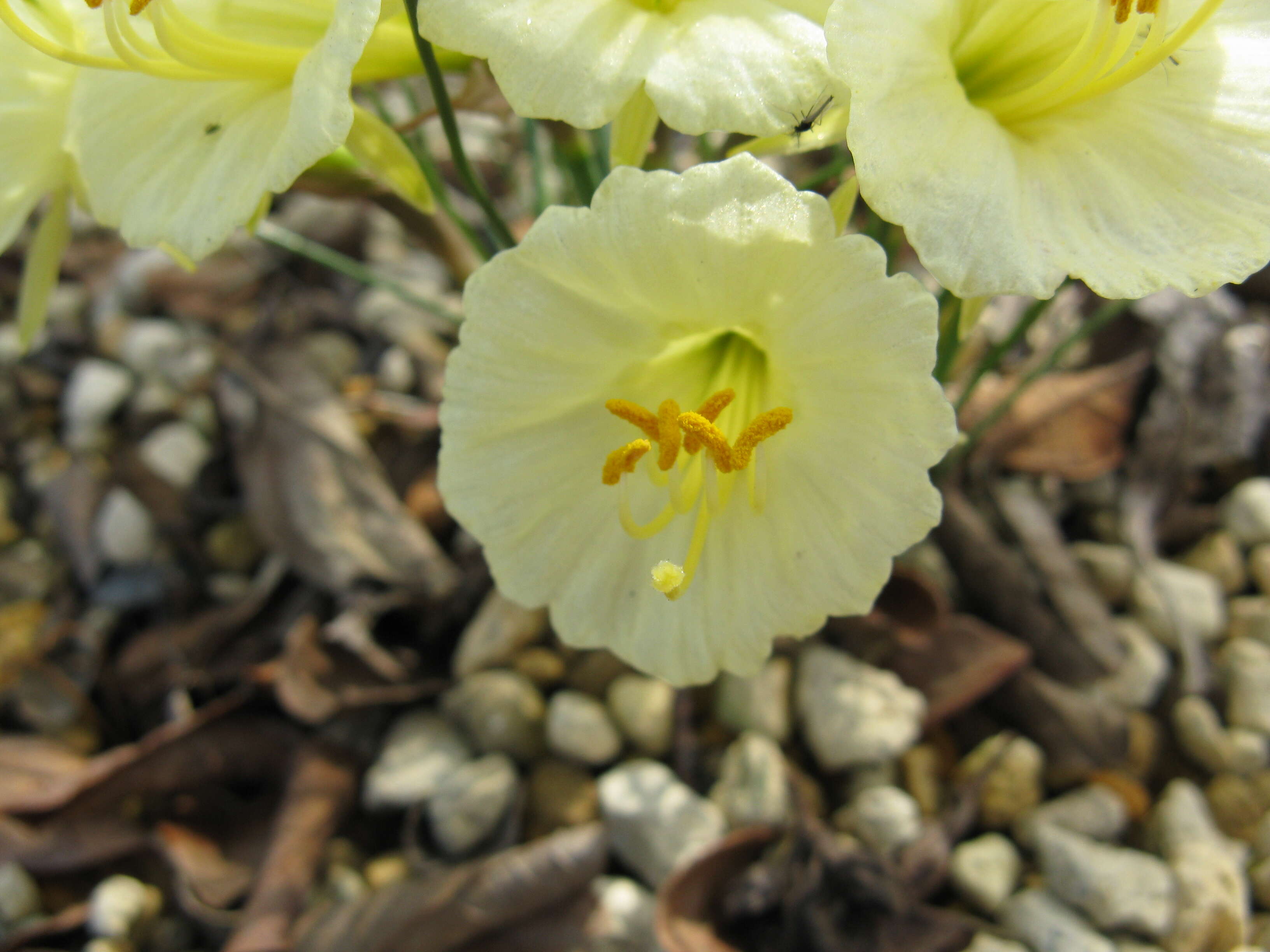 Image of Narcissus romieuxii Braun-Blanq. & Maire