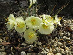 Image of Narcissus romieuxii Braun-Blanq. & Maire