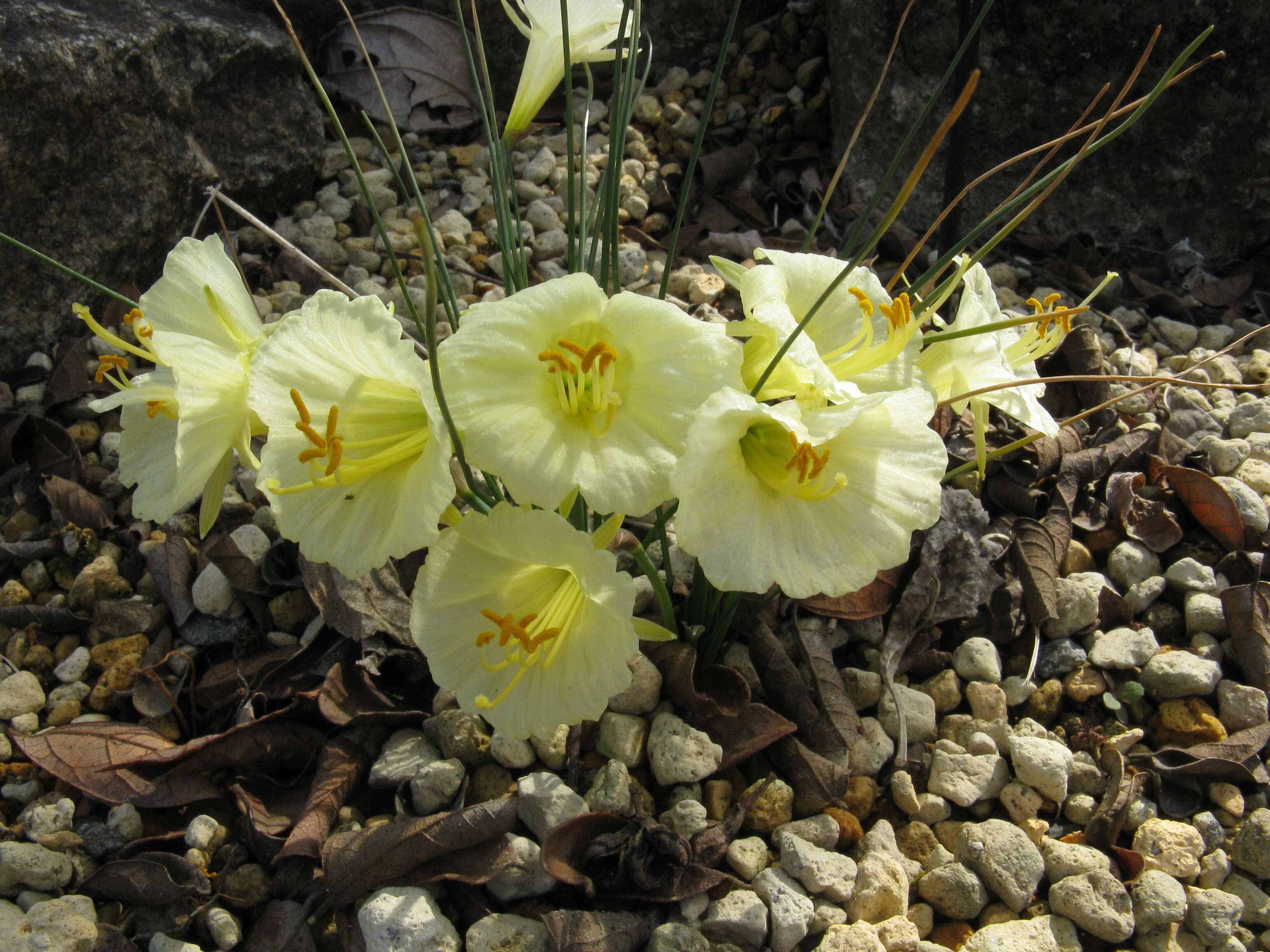 Image of Narcissus romieuxii Braun-Blanq. & Maire