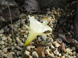 Image of Narcissus romieuxii Braun-Blanq. & Maire