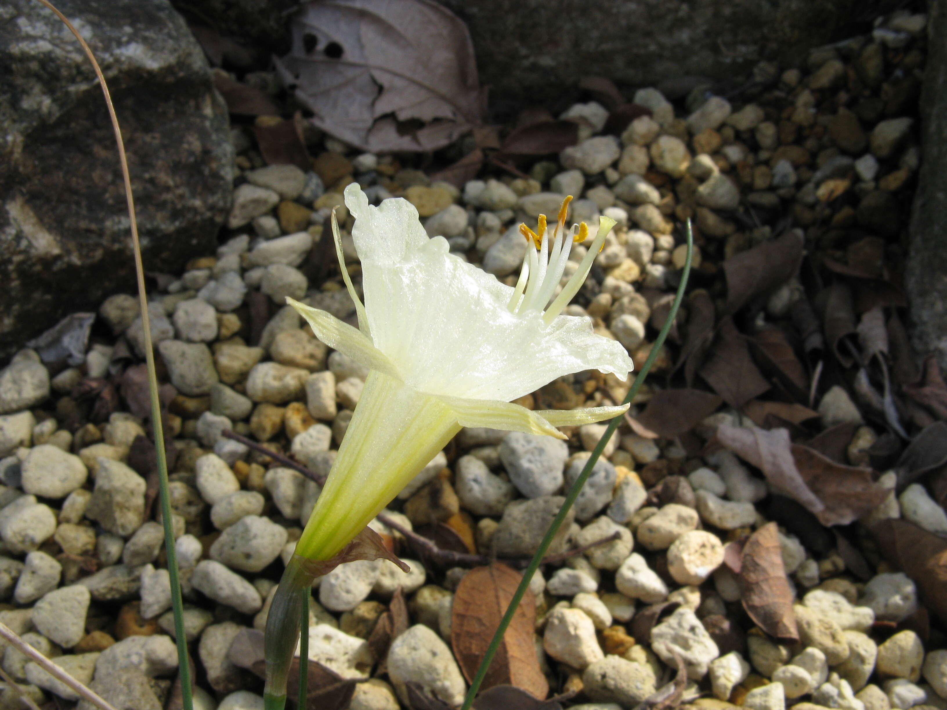 Image of Narcissus romieuxii Braun-Blanq. & Maire