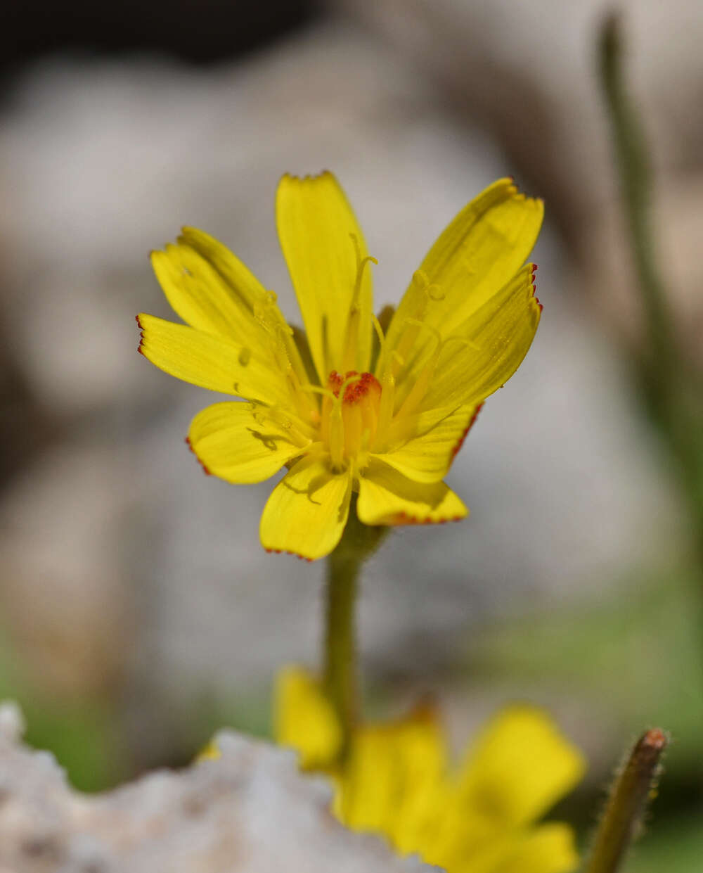 صورة Crepis sibthorpiana Boiss. & Heldr.