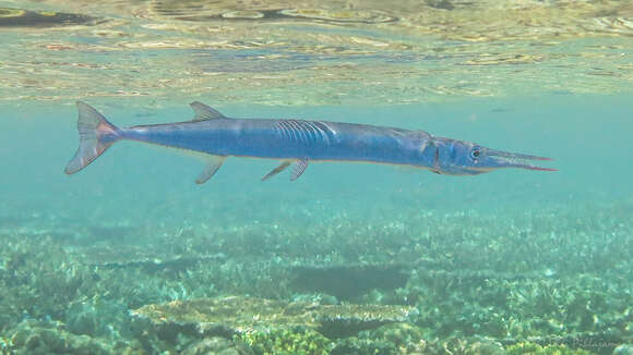 Image of Hound Needlefish