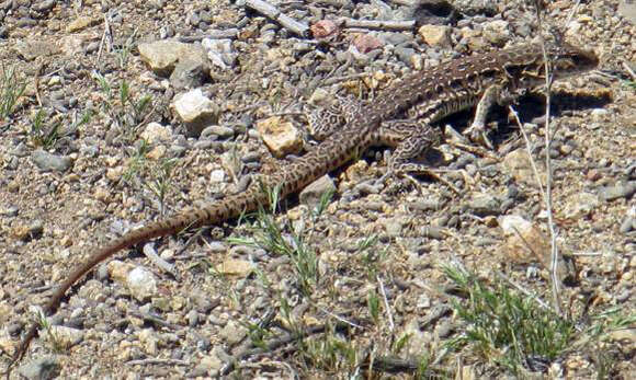 Imagem de Callopistes maculatus Gravenhorst 1838