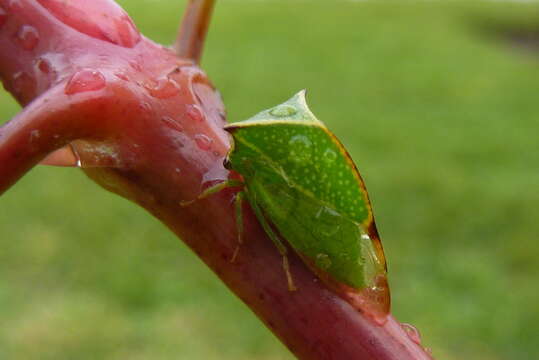 Image of Buffalo treehopper