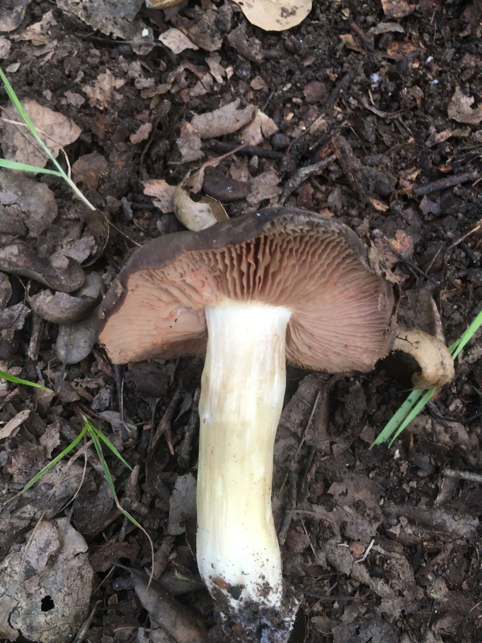 Image of Entoloma cinereolamellatum Largent 1994