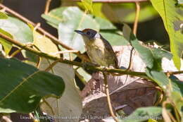 Image of Spot-breasted Antvireo