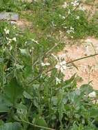 Image of wild radish