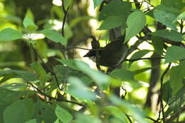 Image of Green-striped Brush Finch