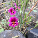 Image of Kellogg's monkeyflower