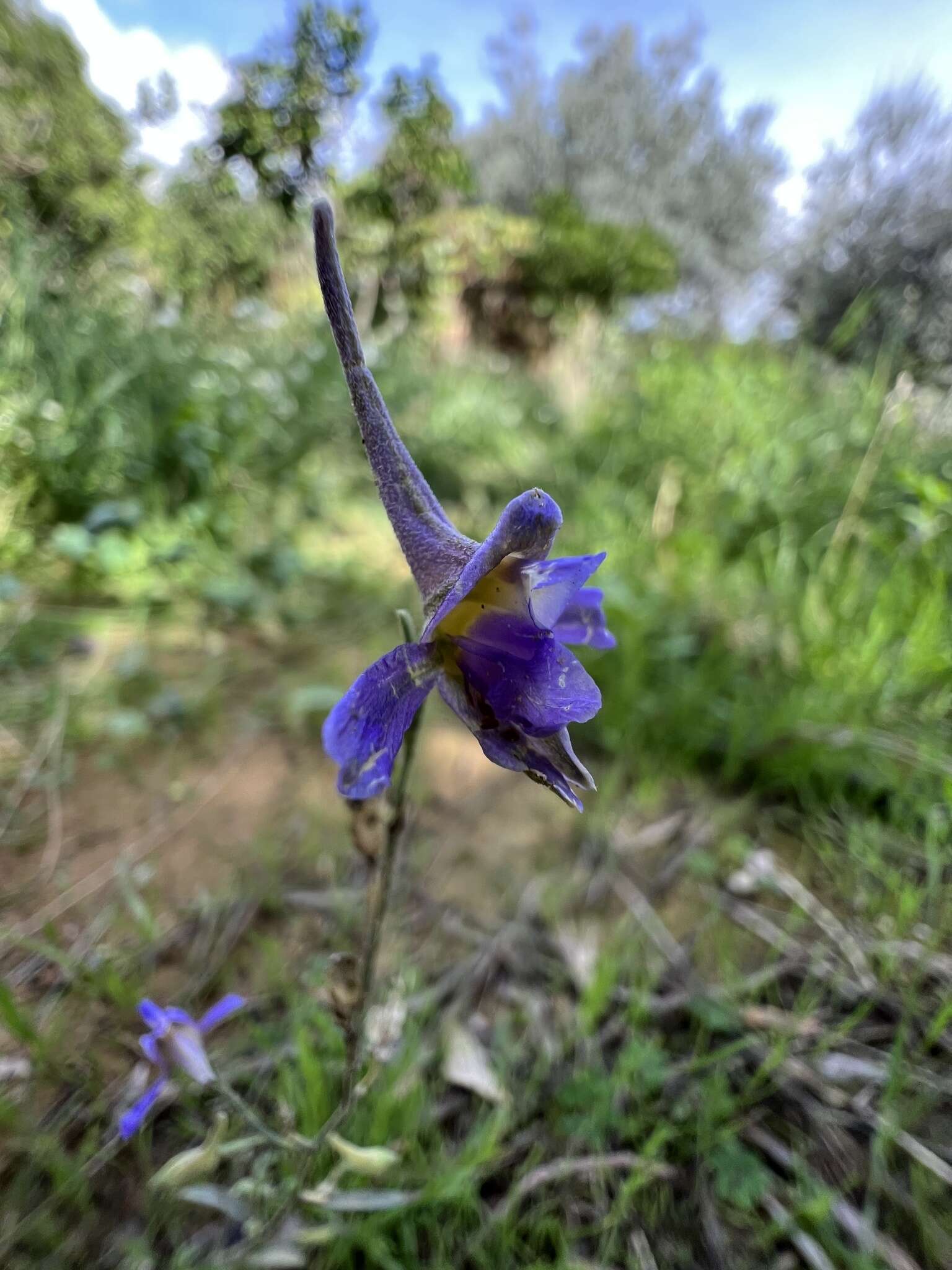 Delphinium halteratum Sm.的圖片