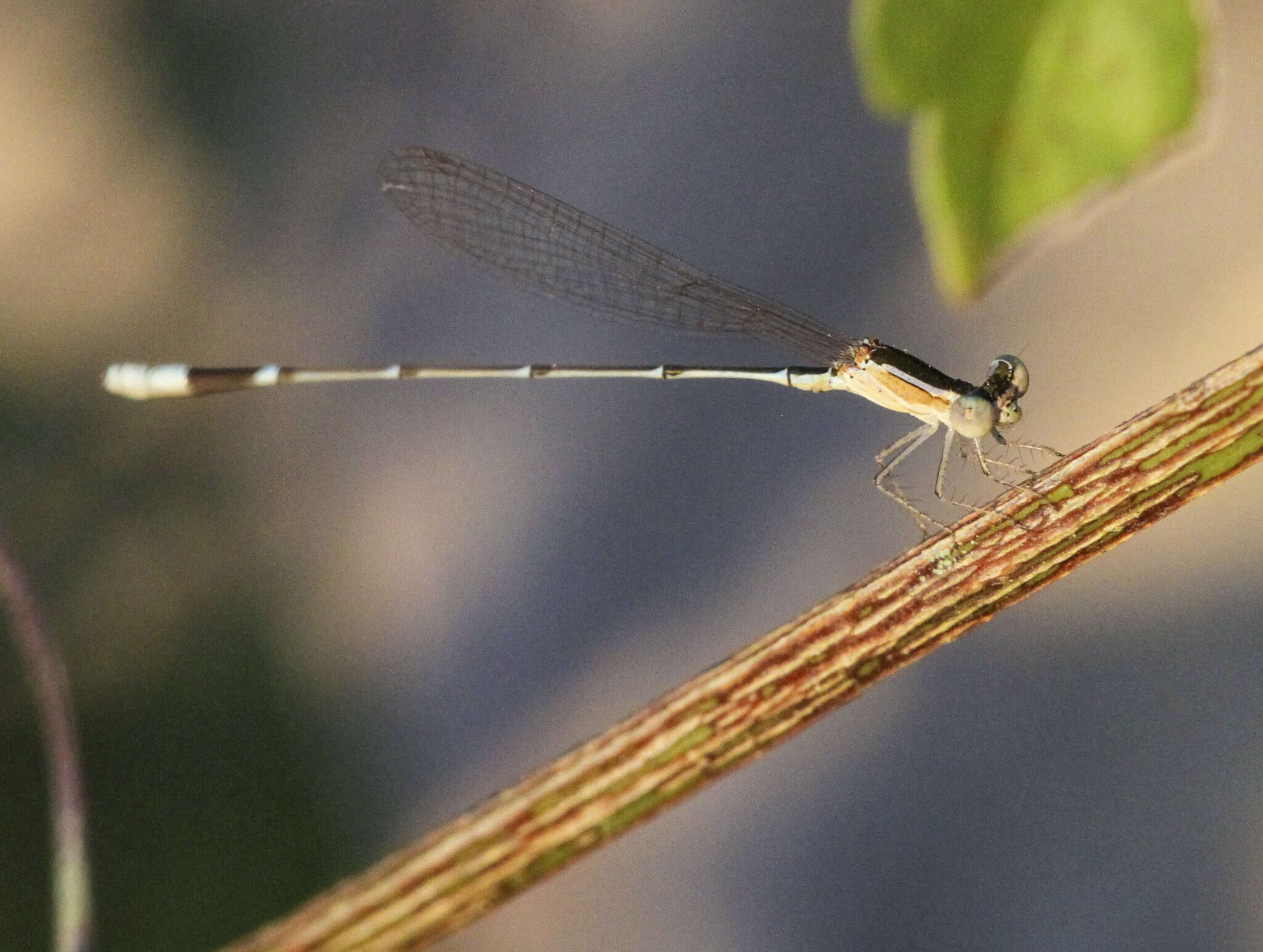 Image of Nehalennia minuta (Selys ex Sagra 1857)