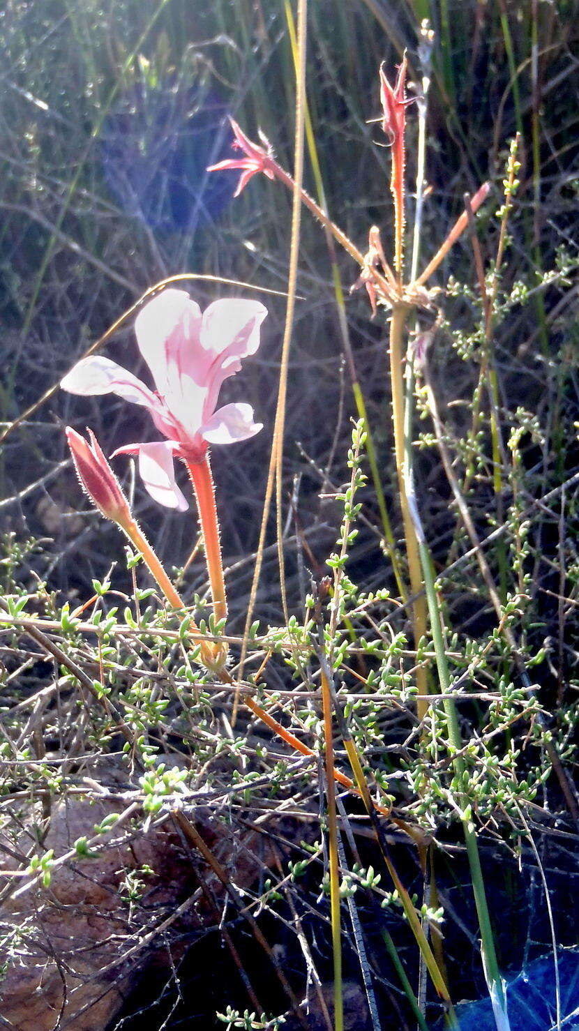 Image of Pelargonium carneum Jacq.