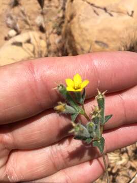 Image of whitestem blazingstar