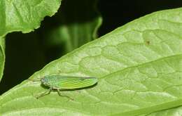 Image of Acopsis viridicans Amyot & Serville 1843