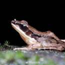 Image of Concave-eared Torrent Frog