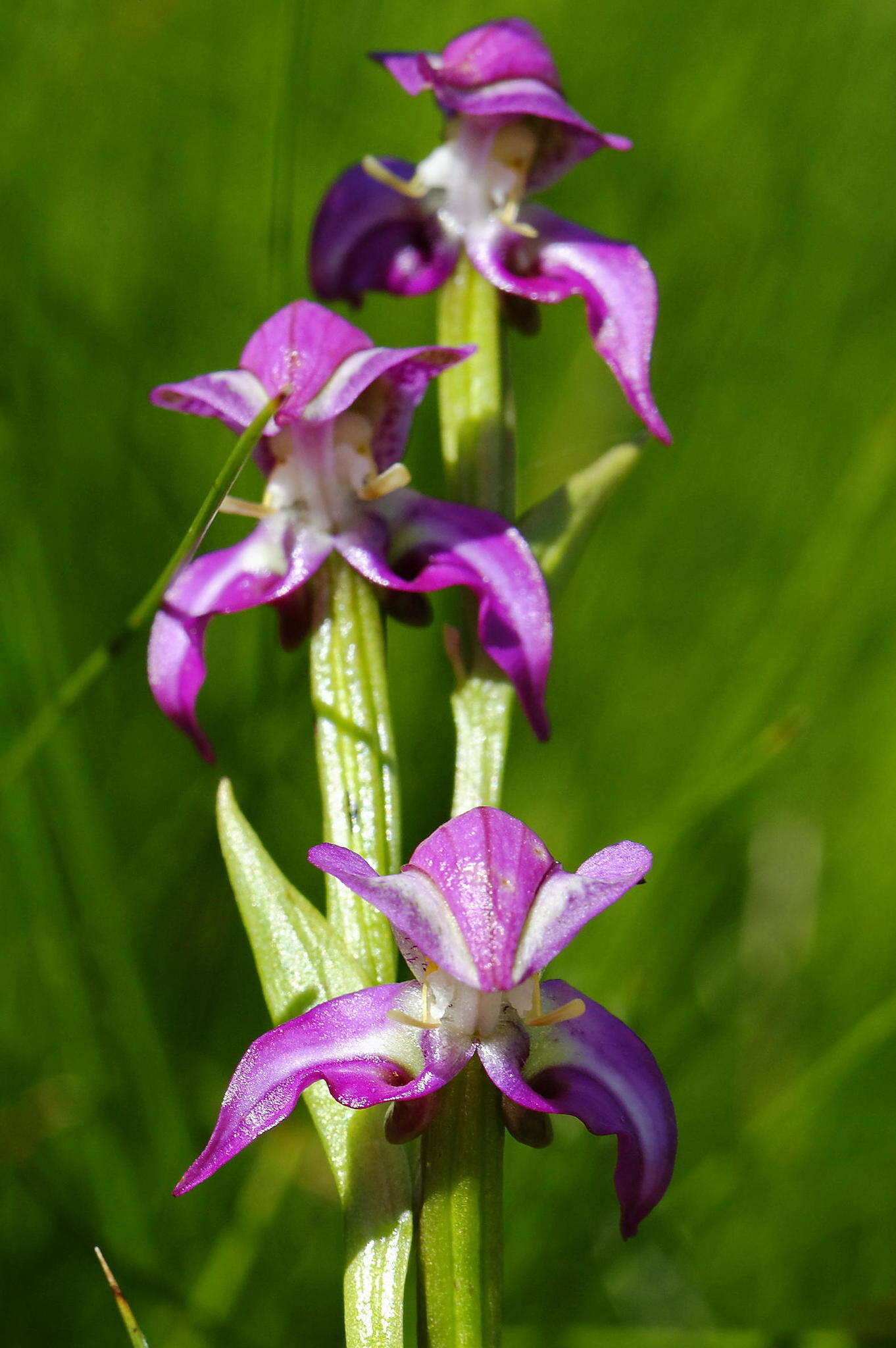 Image of Disperis paludosa Harv. ex Lindl.