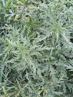 Image of Urtica cannabina L.