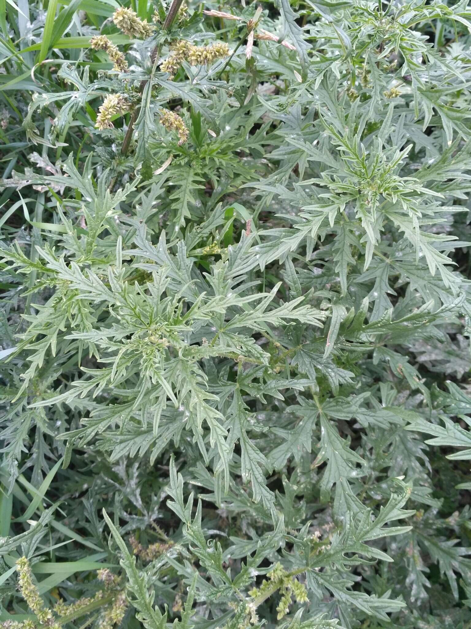 Image of Urtica cannabina L.