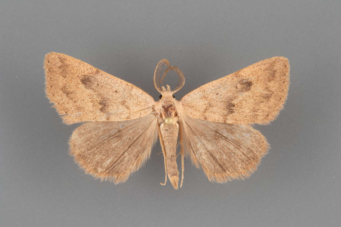 Image of Pseudorgyia Harvey 1875