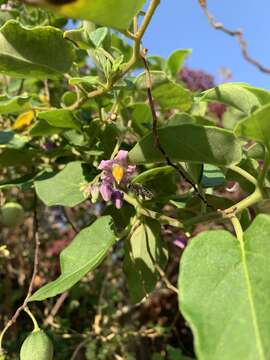 Solanum pelagicum Bohs的圖片