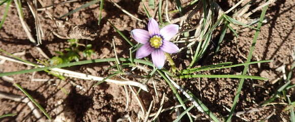 Image of Romulea minutiflora Klatt